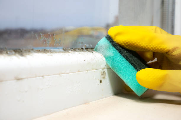 Best Mold Prevention Services  in Port Carbon, PA